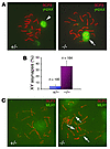 Reduced meiotic recombination and XY asynapsis in Ews–/– spermatocytes.