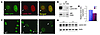 Endogenous interaction of EWS and lamin A/C.