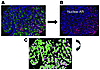 Multiplex immunofluorescence of a representative TMA core utilized for quan