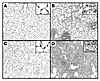 Histopathological changes of the lung tissues at day 21.