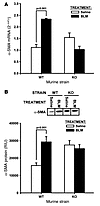 Effects of BLM on lung α-SMA expression.