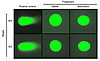 Assessment of BLM genotoxicity.