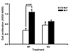 Effects of BLM on fibroblast proliferation.