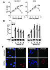 RHPS4 induces phosphorylation of H2AX in transformed and tumor cells.