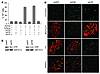 RHPS4-induced DNA damage at the telomeres depends on ATR kinase.