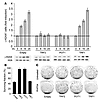 Overexpression of TRF2 or POT1 antagonizes RHPS4-induced damage response.