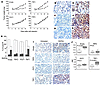 TRF2- or POT1-overexpressing tumors were resistant to RHPS4, as TRF2 and PO