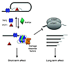 Model for the short- and long-term effects of RHPS4.