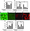 Reciprocal regulation of proliferation and migration of ECs and VSMCs.