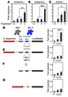 Regulation of PDGFR and FGFR promoter activity.