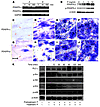 Regulation of mRNA and protein expression of PDGFRs and signaling pathways.