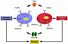 Schematic representation of reciprocal interplay between FGF2 and PDGF-BB i