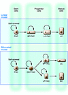 Models of prostate epithelial cell differentiation.