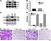 Enhanced RANKL-induced apoptosis is specific for RelA.