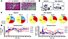 The observed decline of CD4+ T cells is the result of a true depletion of C