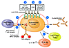 Anti-CD20 therapy and B cells in autoimmunity.