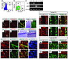 LIF is predominantly expressed in endothelial cells, and LIFR is expressed