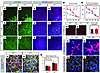 Lif–/– mice show increased proliferation in endothelial cells and astrocyte