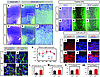 Increased VEGF expression in the vascularized area of Lif–/– retina.