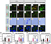 LIF antagonizes the hypoxia-induced proangiogenic state of astrocytes via t