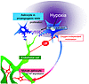 Proposed model of the negative feedback mechanism of LIF against hypoxia-in