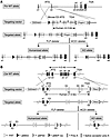 Strategy to generate huPXR, huCAR, and KO mice.