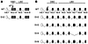 Isoforms corresponding to known human splice variants detected in the (A) h