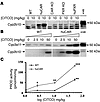 CAR-dependent induction of Cyp2b10 by CITCO.