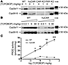 CAR-dependent induction of Cyp2b10 by TCPOBOP.