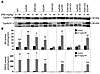 CAR-dependent induction of Cyp2b10 and Cyp3a11 by PB.