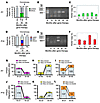 Longitudinal analysis of vector integration sites in P7 and P10.