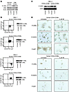 Inhibition of phospho-CRKL by imatinib in CML stem and progenitor cells.