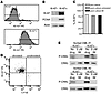 Inhibition of phospho-CRKL by imatinib in quiescent and cycling CML cells.