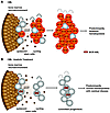 Model of CML disease persistence with imatinib treatment.