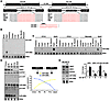 Expression of miR-208a and miR-208b parallels the expression of their respe