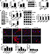 miR-208a overexpression induces hypertrophic gene expression.