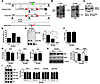 Expression of βMHC is decreased in Mir208a–/– hearts.