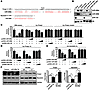 miR-208a and miR-208b repress the expression of Thrap1 and myostatin.