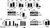 miR-208a is required for proper expression of gap junction protein connexin