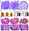 Abnormal spermiogenesis in Pick1–/– mice.