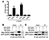 PICK1 interacts with GOPC and CK2α′, but not with Hrb, ZPBP1, or ZPBP2.