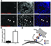 Increased apoptosis in the seminiferous tubules of Pick1–/– mice.