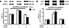 CaMKII inhibition prevents pacing-induced increase in RyR2 phosphorylation