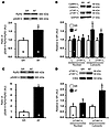 Increased CaMKII-dependent phosphorylation of RyR2 at S2814 in atria of pat