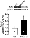 Increased CaMKII-dependent phosphorylation of RyR2 at S2814 in atria of CRE