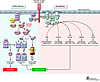 Overview of signaling pathways affected by MEK inhibitor/ABT-737 combinatio