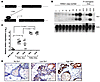 Characterization of the inducible, mammary-specific Six1 transgenic mouse m