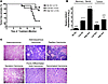 Mammary tumors arise in Six1-expressing animals in a dose-dependent manner