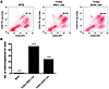 Six1-overexpressing mammary glands exhibit stem/progenitor cell characteris