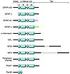 The major IF proteins in neurons and glial cells.